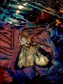 Death of a moth - Dana Lucaci